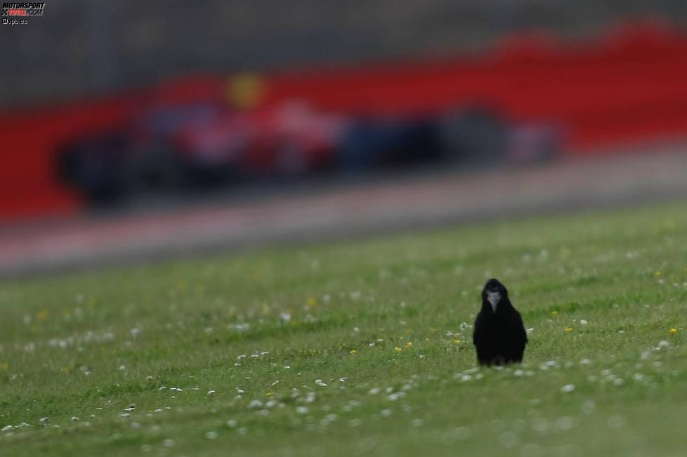 Sebastian Vettel (Toro Rosso) 