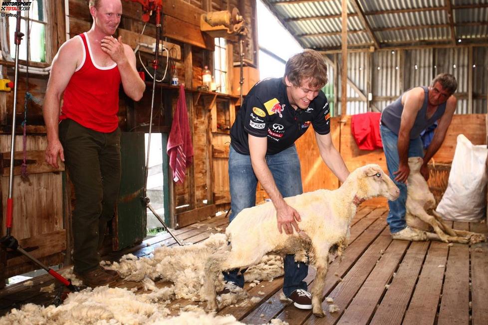 Sebastian Vettel (Red Bull) beim Schafe scheren