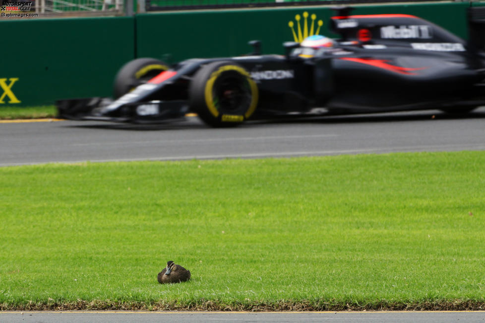 Fernando Alonso (McLaren) 