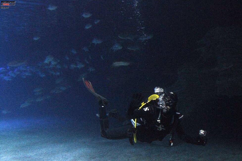 Auf Tauchstation: Im Oceanografic in Valencia verschwand Martin Tomczyk im Haifischbecken DTM für kurze Zeit von der Oberfläche und begab sich zu den echten Meeresräubern.