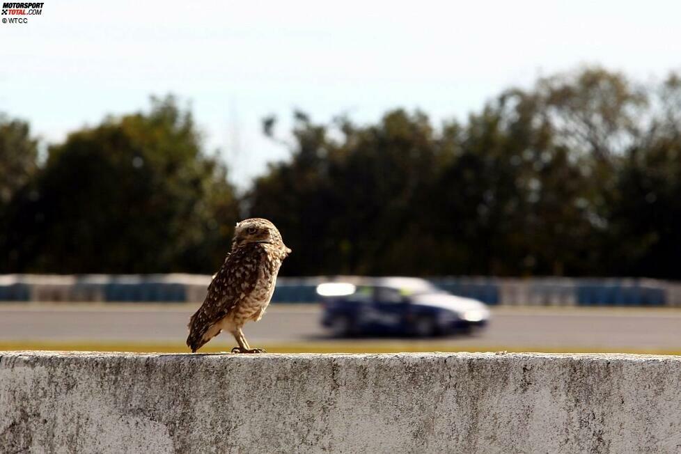 Eine kleine Eule ficht all dies nicht an. Nicht einmal die Motorengeräusche können sie davon abhalten, dem Geschehen in Curitiba als tierischer Gast beizuwohnen.