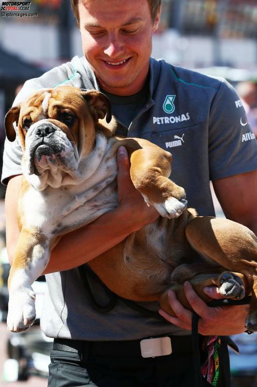 Er ist der neue Liebling der Herzen im Paddock - und stielt seinem Herrchen neuerdings die Show: Roscoe, der Hund von Lewis Hamilton. Roscoe hat sogar seine eigene Fahrerlager-Akkreditierung. Auf dem Passfoto trägt er eine Sonnenbrille.