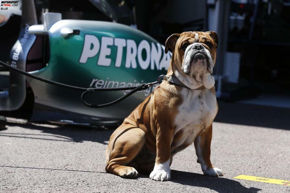 Wenigstens sein Hündchen Roscoe ist treu an Hamiltons Seite. Ziemlich häufig ist der tierische Begleiter im Fahrerlager zu sehen und wird vom Mercedes-Piloten auch öfter genutzt, um lustige Fotos auf Twitter zu verbreiten. Mittlerweile hat Roscoe mit Dame Coco sogar einen neuen Spielgefährten gefunden.