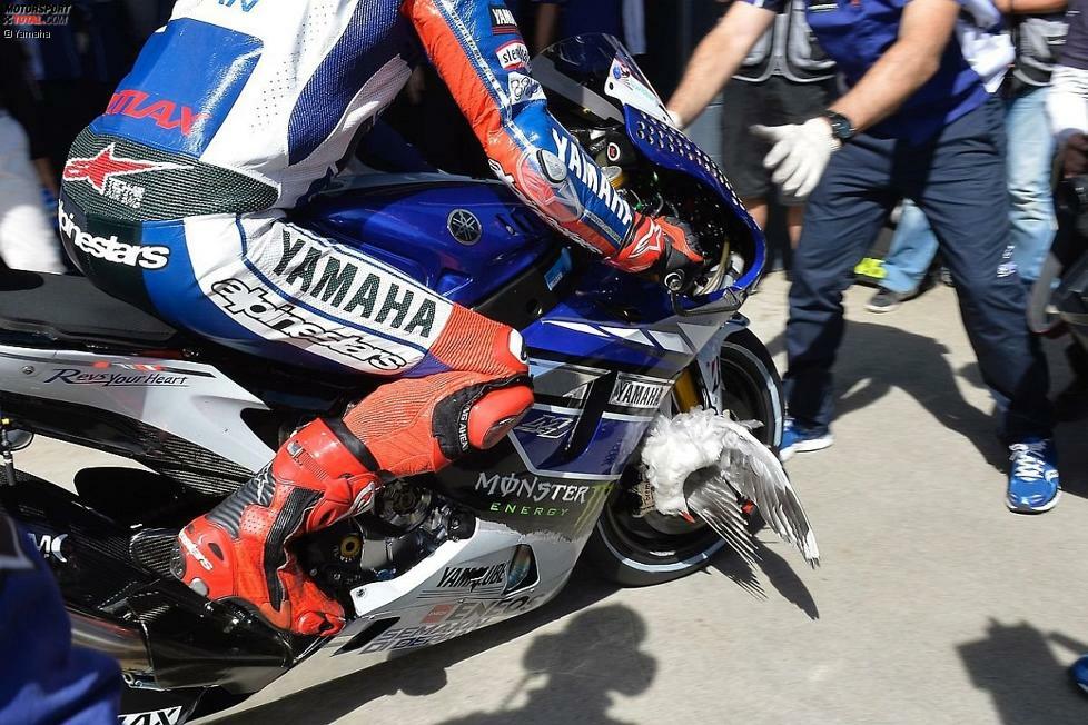 Im Qualifying zum Grand Prix von Australien erwischte Lorenzo eine Möwe, ließ sich von dem Zwischenfall aber nicht beirren und holte die Pole-Position. Durch die Reifenprobleme mussten die MotoGP-Piloten erstmals im Trockenen die Motorräder wechseln, was...