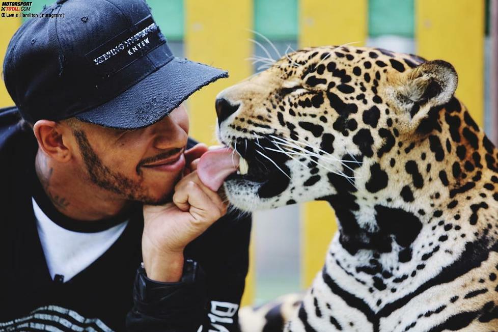 Platz 3: Der mit den Tigern tanzt - Er kuschelt mit ihm, er erschreckt ihn von hinten und er wagt ein Tänzchen... PETA kritisiert Hamiltons Freundschaft zu einem Tiger in einer mexikanischen Aufpäppel-Station heftig. Es würde den Umgang mit den wilden Tieren verharmlosen und der Tiger sei vermutlich mit Beruhigungsmitteln ruhiggestellt.