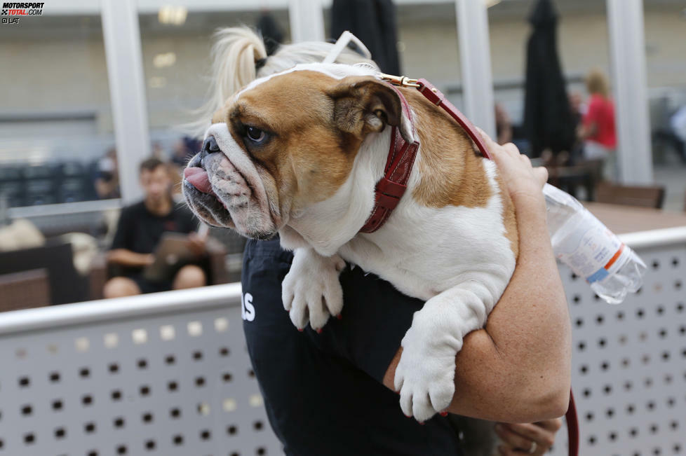 Hamiltons treue Begleiterin Coco darf in Austin natürlich auch nicht fehlen. Ob die Trainerin des Formel-1-Champions happy damit ist, sich mehr um den Hund als um das Herrchen kümmern zu müssen, sei dahingestellt.