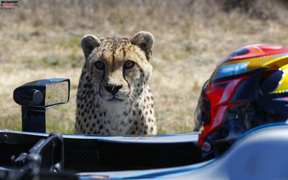 Jetzt durch die atemberaubenden Fotos klicken: Jean-Eric Vergne tritt am Westkap zum Beschleunigungsduell gegen einen Gepard an.