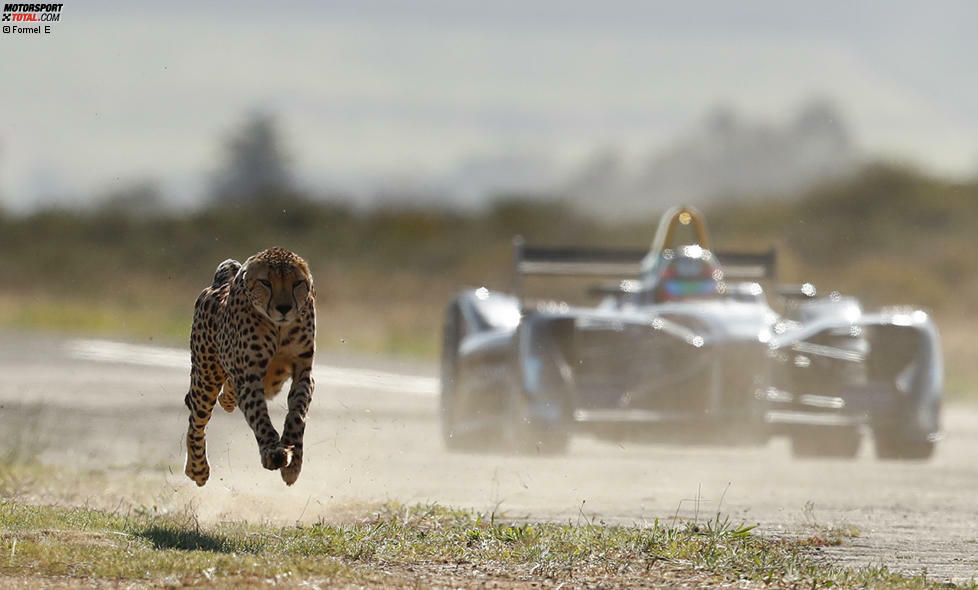 ... und der Gepard hat auf den ersten Metern den Vorteil der besseren Beschleunigung. Aber wird er sich auch auf die volle Distanz durchsetzen?