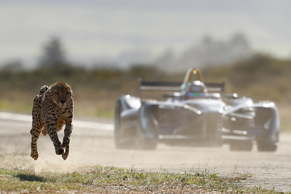 Jean-Eric Vergne tritt am Westkap zu einem spektakulären Dragster-Duell gegen die schnellste Raubkatze der Welt an