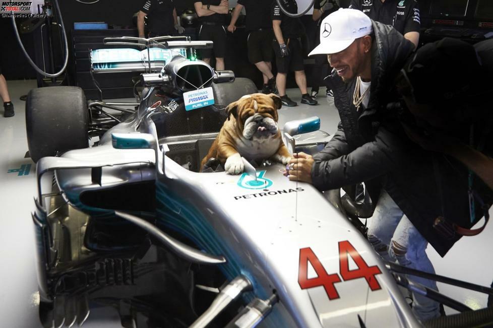 Lewis Hamiltons Hunde sind natürlich auch in Baku dabei. Nachdem sie zuletzt schon ihre eigenen Paddock-Pässe bekommen haben, darf Roscoe jetzt sogar im Mercedes-Cockpit Platz nehmen. Wir fragen uns, wie lange es noch dauert, bis Roscoe und Coco auch mal testen dürfen ...
