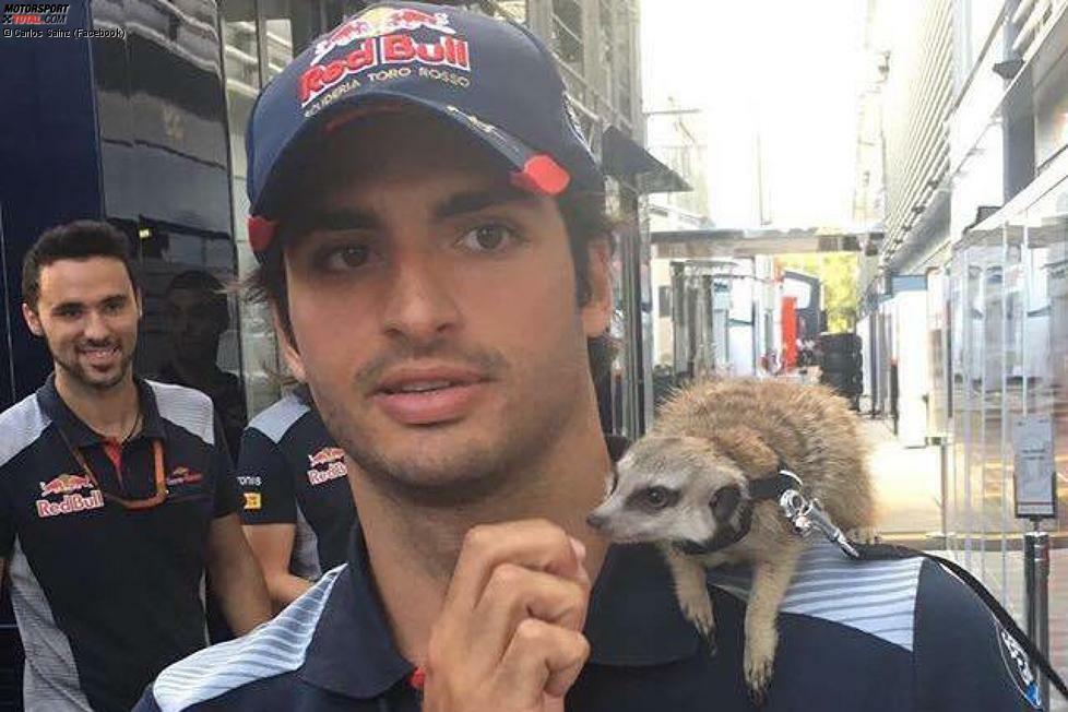 Unser Vor-Ort-Reporter Dieter Rencken hat Carlos Sainz einmal gefragt, welches Tier er am ehesten wäre. Antwort: ein Erdmännchen! Dass der Toro-Rosso-Junior, der 2018 am liebsten für Renault fahren würde, nun dieses Foto auf Facebook postet, beweist einen guten Sinn für Humor.