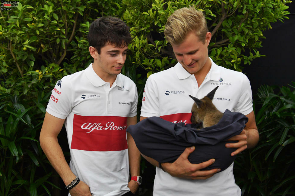 Schon vor dem Finale in Abu Dhabi gewinnt Leclerc den Formel-2-Titel - als erster Fahrer seit Nico Hülkenberg 2009 im Debütjahr. Seine Leistungen bringen ihm einen Vertrag in der Formel 1 ein: Bei Sauber steigt er in die Königsklasse ein.