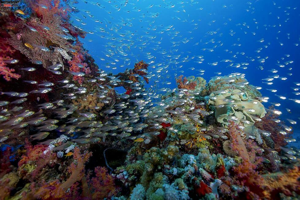 Der Sharm Yanbu Küstenbereich ist reich an wunderschönen Korallenriffen.