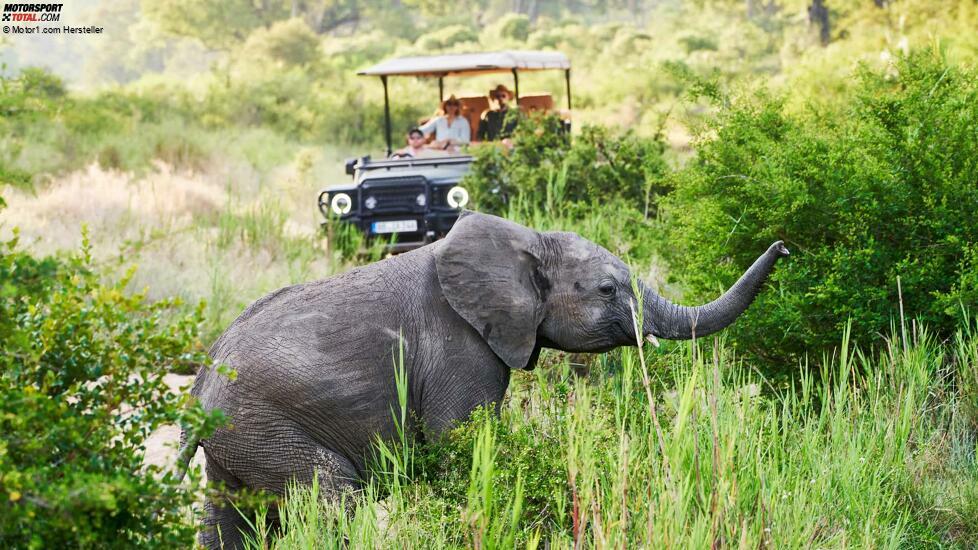 Ineos Grenadier Safari (2023)