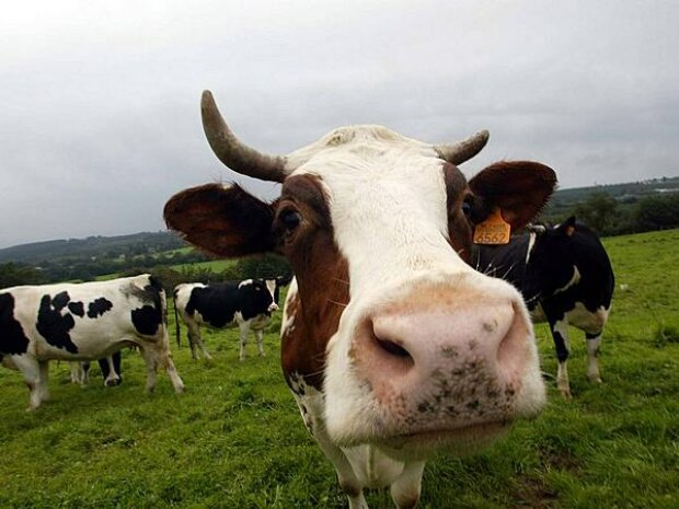 Titel-Bild zur News: Belgische Kühe