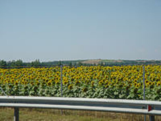Sonnenblumen Sonnenblumen