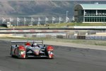 Audi R10 TDI #1 (Audi Sport North America), Dindo Capello