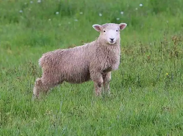 Neuseeländisches Schaf Titel-Bild zur News: Neuseeländisches Schaf