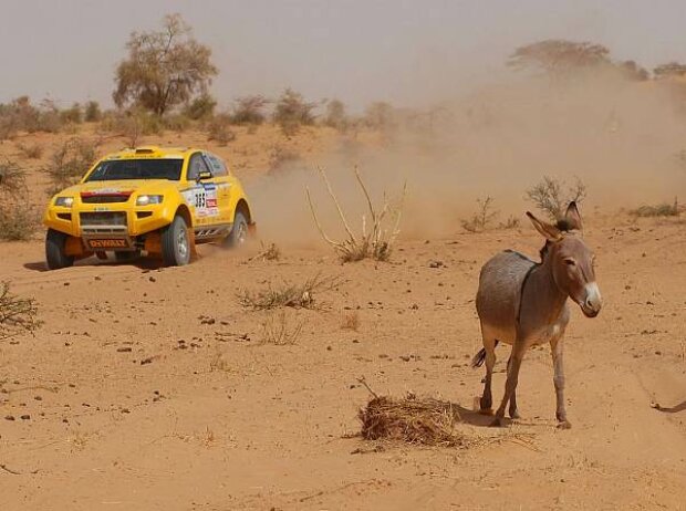 Esel bei der Rallye Dakar