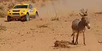 Esel bei der Rallye Dakar