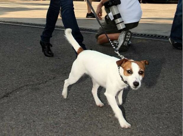 Hund von Jenni Räikkönen Hund von Jenni Räikkönen