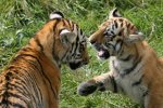 Tiger spielen miteinander
