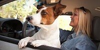 Bild zum Inhalt: A.T.U: Hunde im Auto mit Schutzgitter transportieren