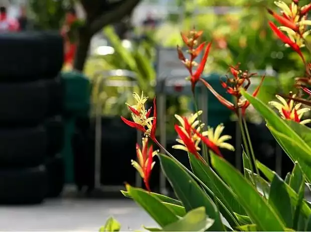 Blumen im Fahrerlager Titel-Bild zur News: Blumen im Fahrerlager