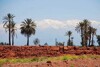 Bild zum Inhalt: Marrakesch: Lotti plant die Rückkehr nach Afrika