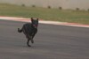 Bild zum Inhalt: Tag eins in Indien: Ecclestone wegen Hund sauer...