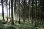 Atmosphäre in Spa-Francorchamps: Die Rennstrecke liegt mitten im Wald