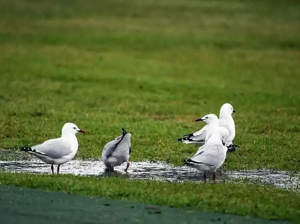 Möwen im Albert Park Titel-Bild zur News: Möwen im Albert Park