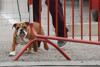 Bild zum Inhalt: Auf den Hund gekommen: Hamiltons tierischer Begleiter