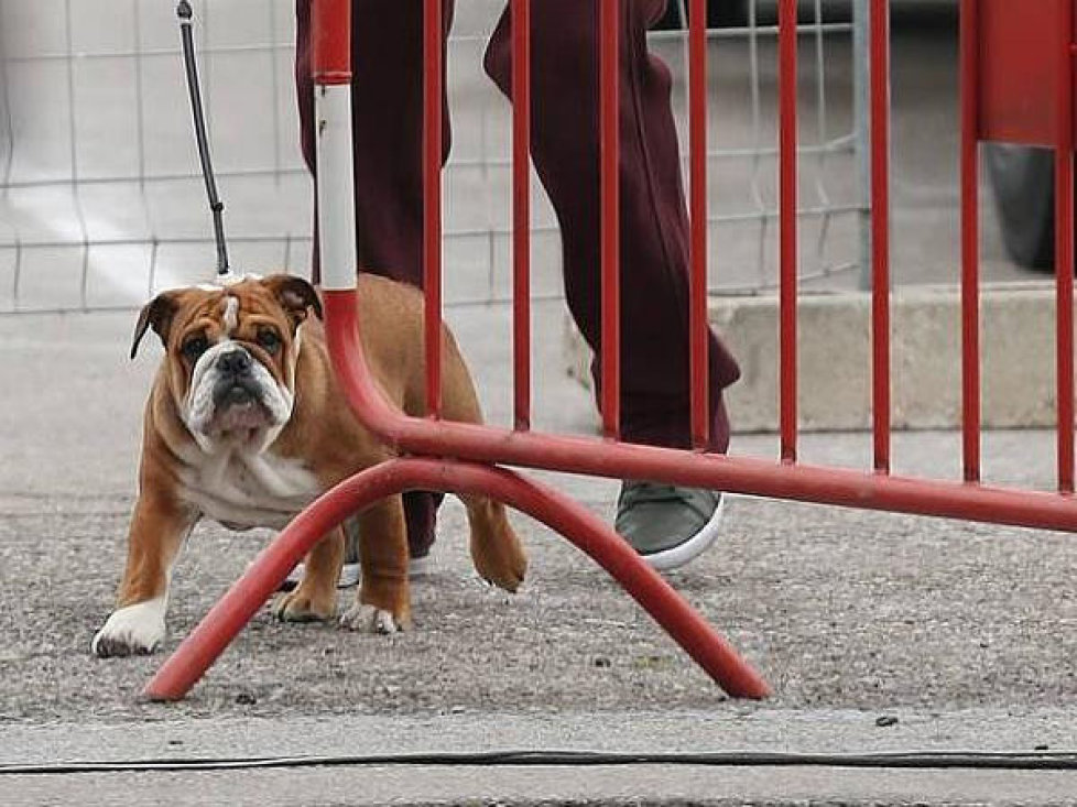 Lewis Hamilton, Roscoe