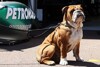 Bild zum Inhalt: Lauda kontert Kritik an Hamiltons Hundeliebe