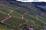 Die Strecken der Rallye Deutschland führen durch die Weinberge
