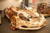 Acht Corvette aus dem Untergrund