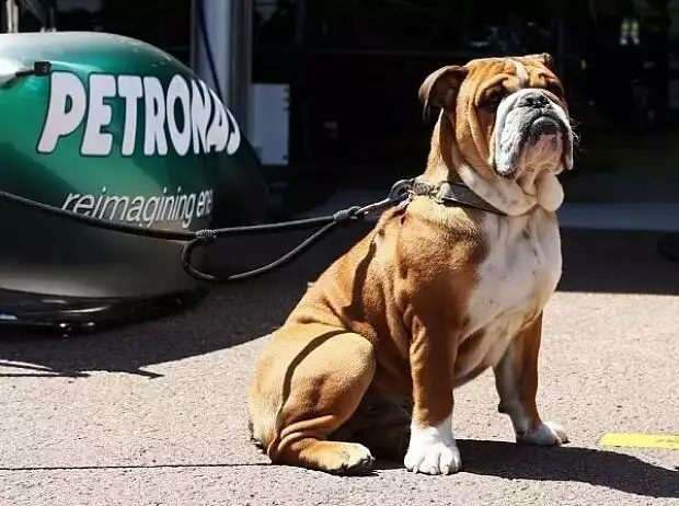 Lewis Hamilton, Roscoe Titel-Bild zur News: Lewis Hamilton, Roscoe