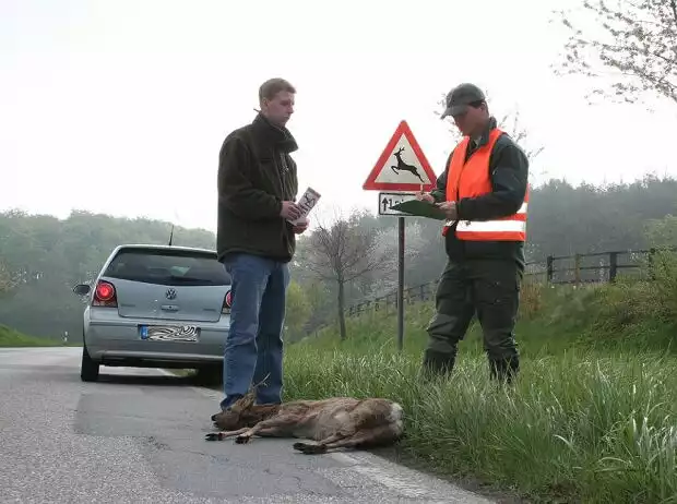 Wildunfall Vorsicht bei Wildwechsel Titel-Bild zur News: Wildunfall Vorsicht bei Wildwechsel