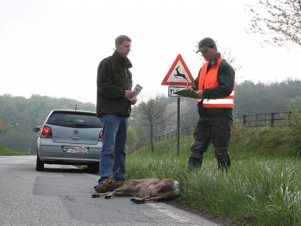 Wildunfall Vorsicht bei Wildwechsel