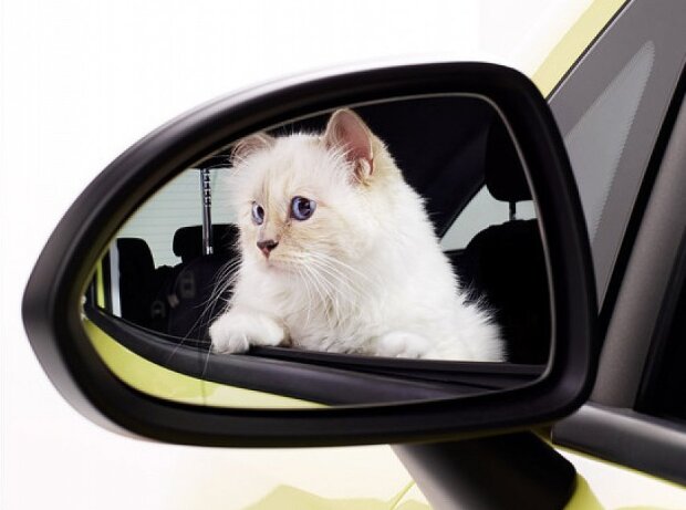 Titel-Bild zur News: Karl Lagerfelds Birma-Katze Choupette und der Opel Corsa