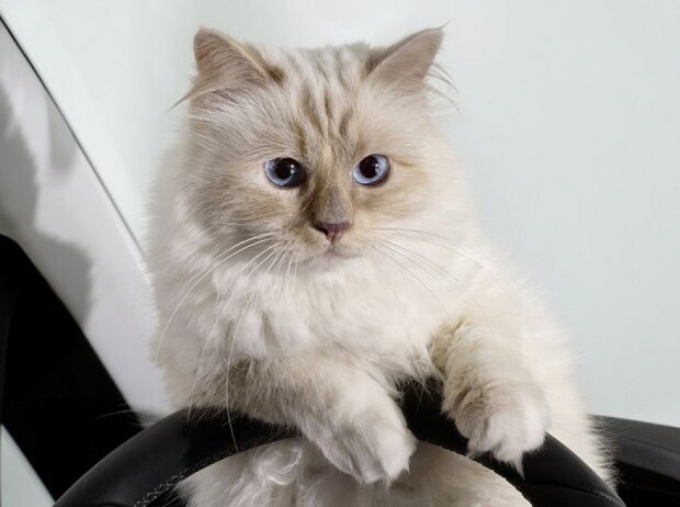 Karl Lagerfelds Birma-Katze Choupette