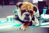 Highlights des Tages: Roscoe auf dem roten Teppich