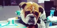 Roscoe, der Hund von Lewis Hamilton