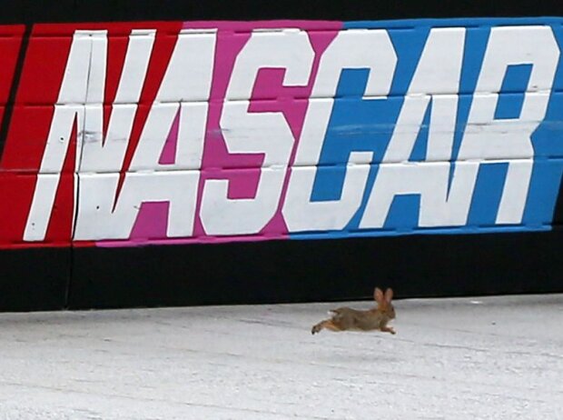 Hase auf dem Bristol Motor Speedway