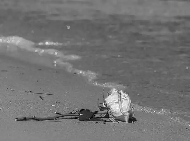 Todesfall Rose Strand Titel-Bild zur News: Todesfall Rose Strand