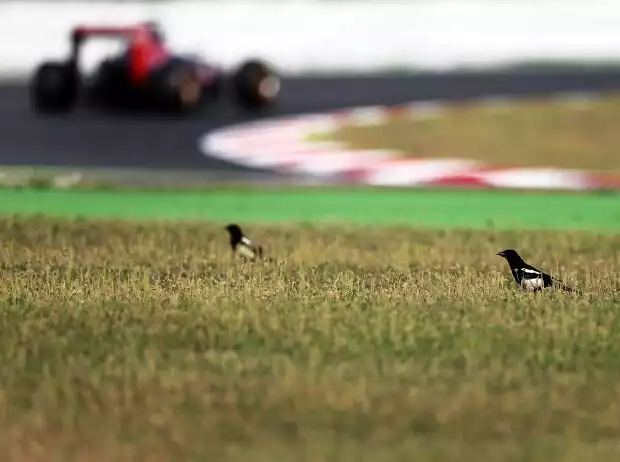 Carlos Sainz Titel-Bild zur News: Carlos Sainz