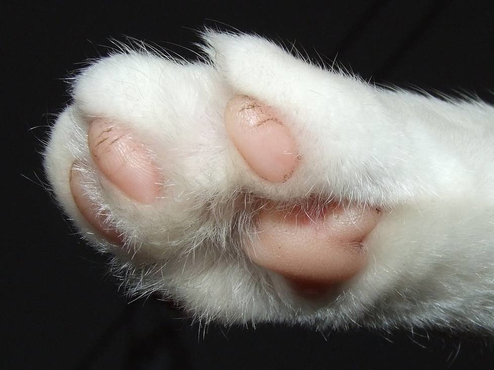 Katzenpfote