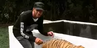 Lewis Hamilton. Tiger Nicole
