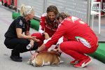 Lewis Hamiltons Hund (Mercedes) 
